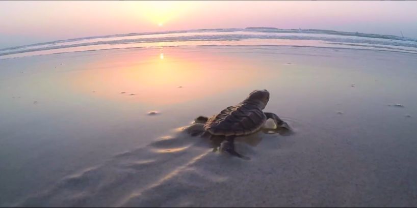 全网担保网(中国游)最具权威唯一维权担保平台