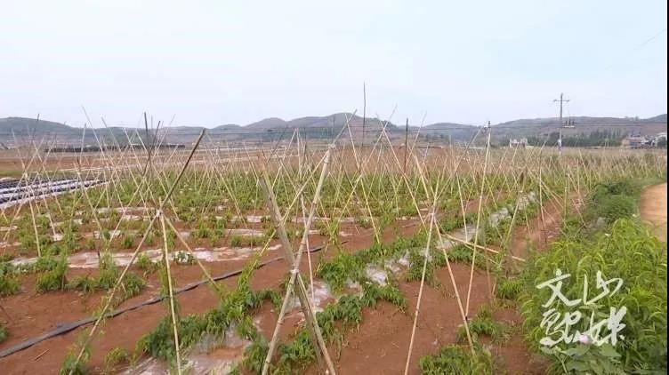 全网担保网(中国游)最具权威唯一维权担保平台