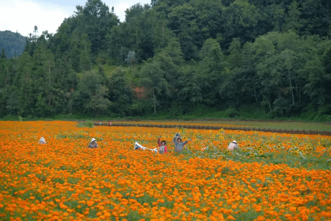 全网担保网(中国游)最具权威唯一维权担保平台